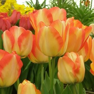 Тюльпан Амерікан Дрім 500 цибулин розмір 12+