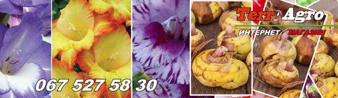 50 найкращих сортів гладіолусів у нашому каталозі