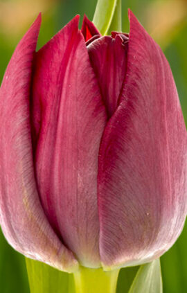 Тюльпан Кріссі 500 цибулин розмір 12+