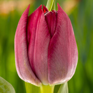 Тюльпан Кріссі 500 цибулин розмір 12+