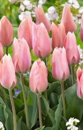 Тюльпан Поко-Локо 30 цибулин розмір 10/11