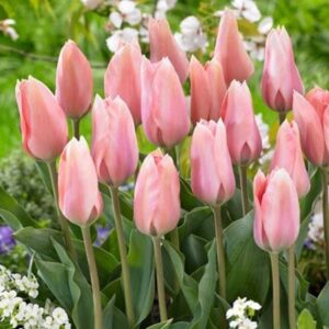 Тюльпан Поко-Локо 30 цибулин розмір 10/11