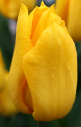 Тюльпан Характер 500 цибулин розмір 12+