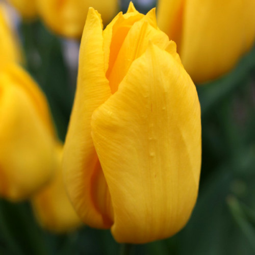 Тюльпан Характер 500 цибулин розмір 12+