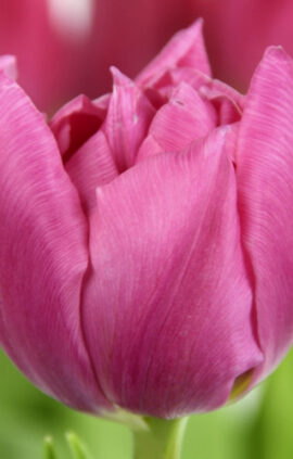 Тюльпан Урал 500 цибулин розмір 12+