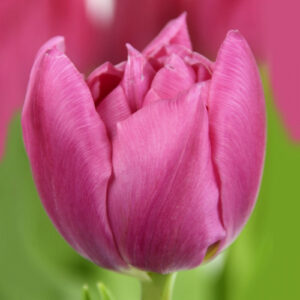 Тюльпан Урал 500 цибулин розмір 12+