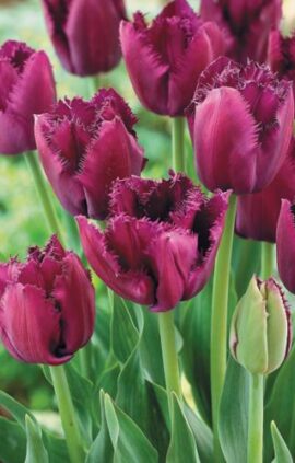 Тюльпан Бульдог 500 цибулин розмір 12+