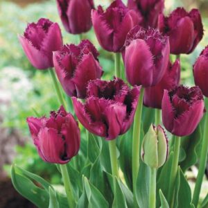 Тюльпан Бульдог 500 цибулин розмір 12+