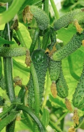 Огірок Гірлянда пакет 30 насінин