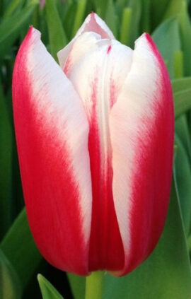 Тюльпан Чача 500 цибулин розмір 12+