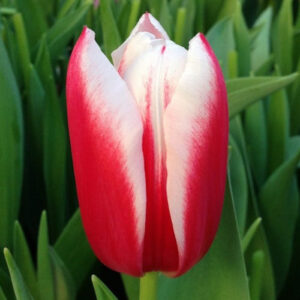 Тюльпан Чача 500 цибулин розмір 12+