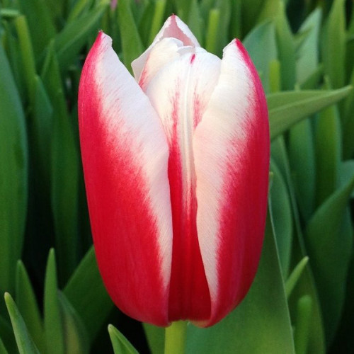 Тюльпан Чача 500 цибулин розмір 12+