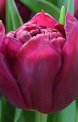 Тюльпан Уорлд Боул 500 цибулин розмір 12+