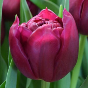 Тюльпан Уорлд Боул 500 цибулин розмір 12+