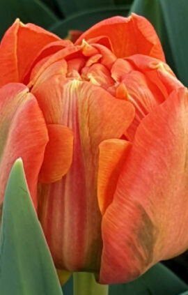 Тюльпан Лоренцо 500 цибулин розмір 12+