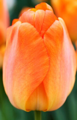 Тюльпан Дейдрім 500 цибулин розмір 12+