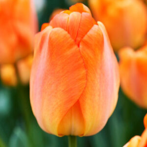 Тюльпан Дейдрім 500 цибулин розмір 12+