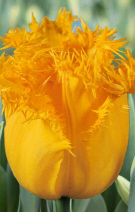 Тюльпан Фабіо жовтий 500 цибулин розмір 12+