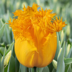 Тюльпан Фабіо жовтий 500 цибулин розмір 12+