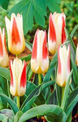 Тюльпан Йоганн Штраус 30 цибулин розмір 10/11