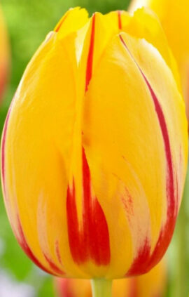 Тюльпан Князь Володимир 30 цибулин розмір 10/11