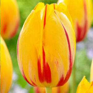 Тюльпан Князь Володимир 30 цибулин розмір 10/11