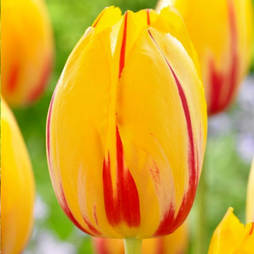 Тюльпан Князь Володимир 30 цибулин розмір 10/11