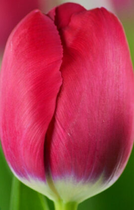 Тюльпан Фрізо 500 цибулин розмір 12+