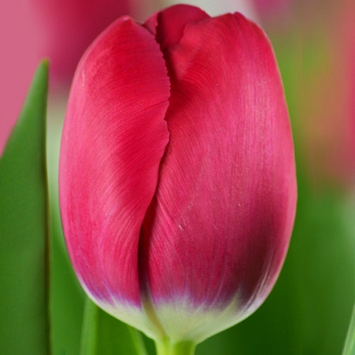 Тюльпан Фрізо 500 цибулин розмір 12+