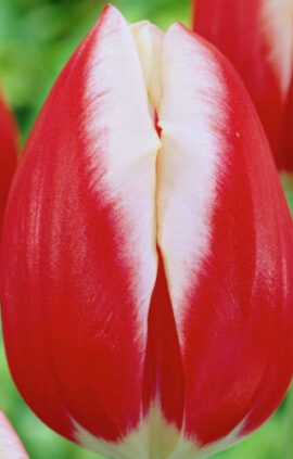 Тюльпан Лін Ван Дер Марк 500 цибулин розмір 12+