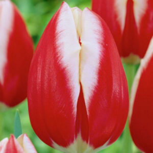 Тюльпан Лін Ван Дер Марк 500 цибулин розмір 12+