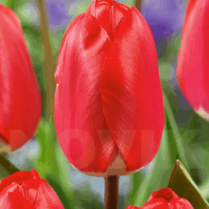 Тюльпан Фостері Кінг 500 цибулин розмір 12+