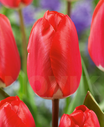 Тюльпан Фостері Кінг 500 цибулин розмір 12+