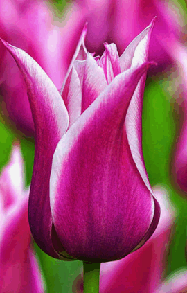 Тюльпан Балада 500 цибулин розмір 12+