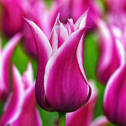 Тюльпан Балада 500 цибулин розмір 12+