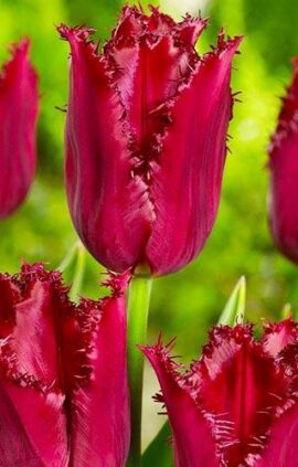 Тюльпан Пасифік Перл 25 цибулин розмір 10/11