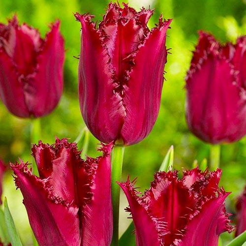 Тюльпан Пасифік Перл 25 цибулин розмір 10/11