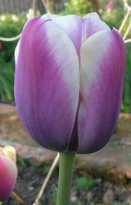 Тюльпан Атлантіс 30 цибулин розмір 10/11