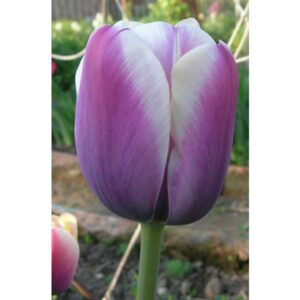 Тюльпан Атлантіс 30 цибулин розмір 10/11