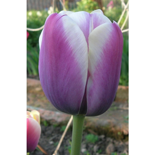 Тюльпан Атлантіс 30 цибулин розмір 10/11