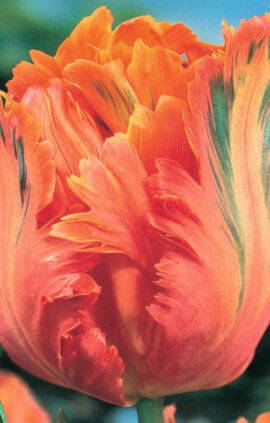 Тюльпан Его Перрот 500 цибулин розмір 12+