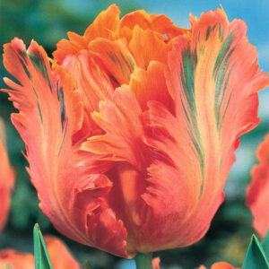 Тюльпан Его Перрот 500 цибулин розмір 12+