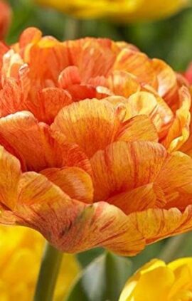 Тюльпан Сілеста 25 цибулин розмір 10/11