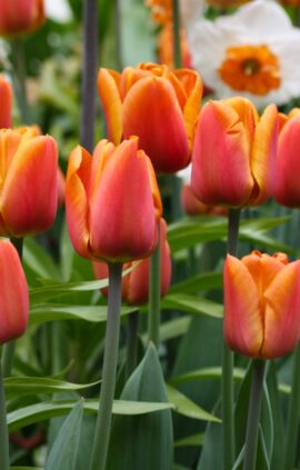 Тюльпан Браун Шуга 25 цибулин розмір 10/11