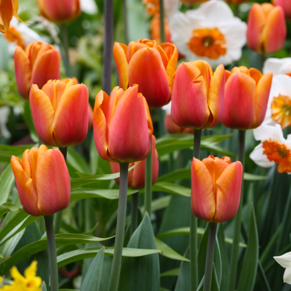 Тюльпан Браун Шуга 25 цибулин розмір 10/11