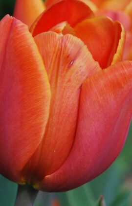 Тюльпан Ані Шилдер 500 цибулин розмір 12+