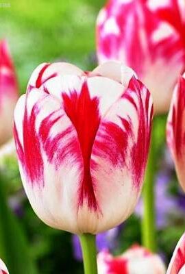 Тюльпан Бленда Флейм 25 цибулин розмір 10/11