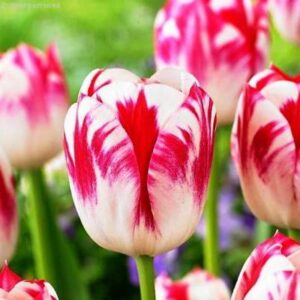 Тюльпан Бленда Флейм 25 цибулин розмір 10/11