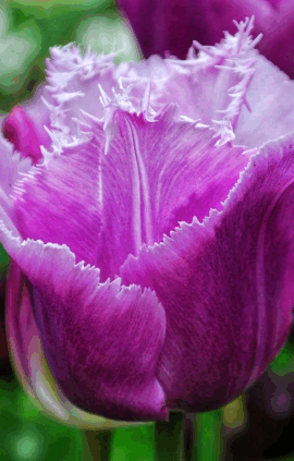 Тюльпан Блу херон упаковка 30 цибулин розмір 10/11