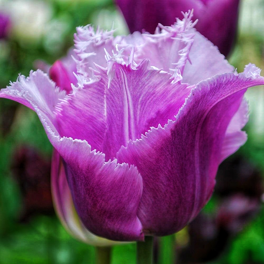 Тюльпан Блу херон упаковка 30 цибулин розмір 10/11